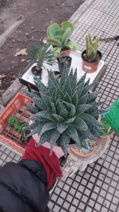 SUCULENTAS VARIAS - tienda online