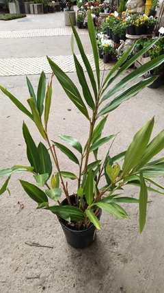 HEDYCHIUM ( CAÑA AMBAR ) - comprar online