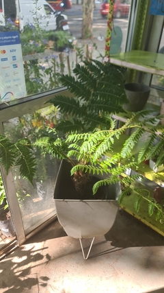 HELECHO ALSOPHILA