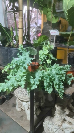 HELECHO PHLEBODIUM AUREUM DAVANA - comprar online