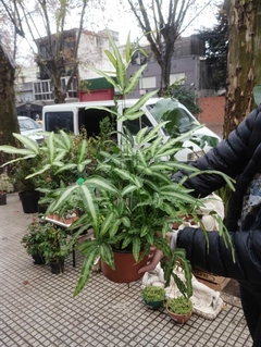 HELECHO PTERIS ENSIFORMIS