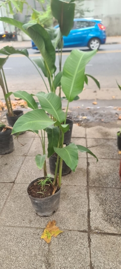 HELICONIA BIHAI SP. en internet