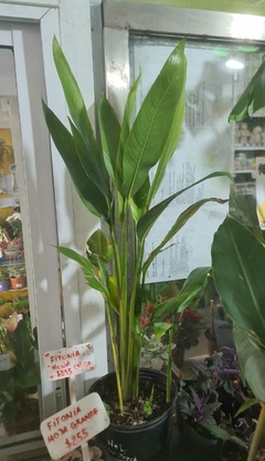 HELICONIA BIHAI SP.