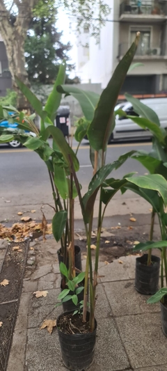 HELICONIA BIHAI SP. - comprar online