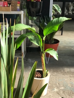COMBO HELICONIA + ROTO CILINDRICA en internet