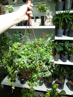 HIEDRA VERDE