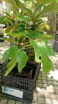 FICUS CARICA ( HIGO )