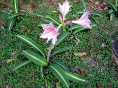 HIPPEASTRUM RETICULATUM - comprar online