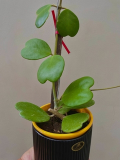 HOYA KERRY - comprar online