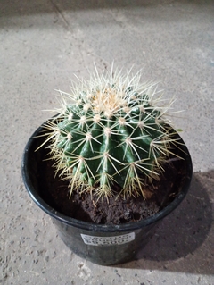 CACTUS GRUSONI - comprar online