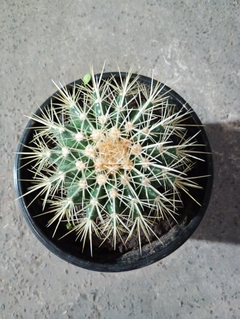 CACTUS GRUSONI