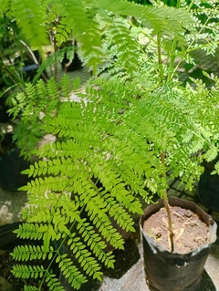 JACARANDA MIMOSIFOLIA