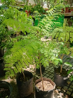 JACARANDA MIMOSIFOLIA - comprar online