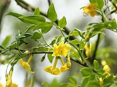 JAZMIN ( JASMINUM ) HUMILE REVOLUTUM 4LTS - comprar online