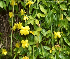JAZMIN AMARILLO ( JASMINUM MEZNYI )