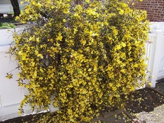 JAZMIN ( JASMINUM ) CAROLINA 4LTS