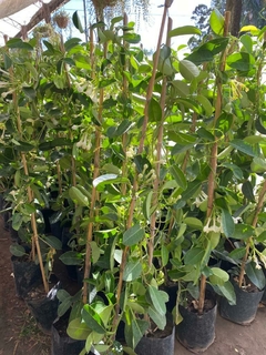 JAZMIN MADAGASCAR - comprar online