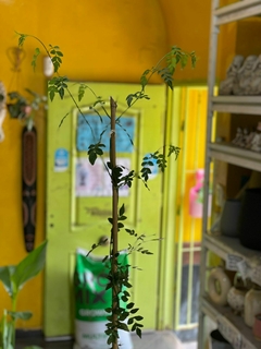 JAZMIN DEL PAIS ( JASMINUM OFFICINALE ) - El Viverito