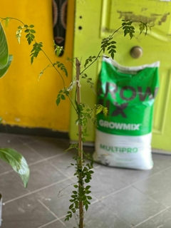 JAZMIN DEL PAIS ( JASMINUM OFFICINALE ) - tienda online