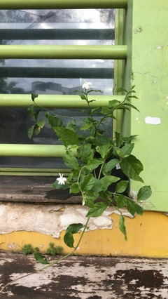 JAZMIN DIAMELA ( JASMINUM SAMBAC )
