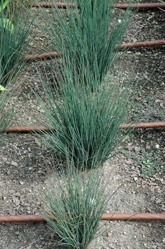 JUNCUS BLUE 3LTS