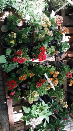 KALANCHOE en internet