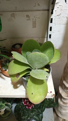suculenta crasa KALANCHOE THYRSIFLORA - El Viverito