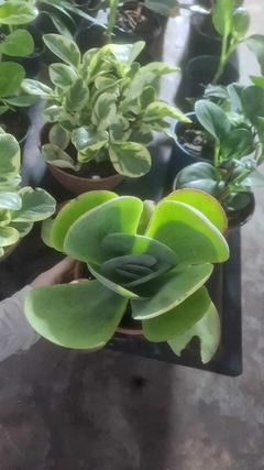 suculenta crasa KALANCHOE THYRSIFLORA en internet