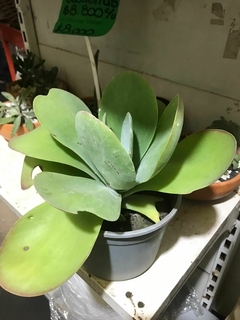 suculenta crasa KALANCHOE THYRSIFLORA - comprar online