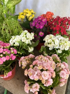 KALANCHOE DOBLE