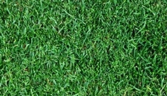 Primer plano de césped verde, denso y saludable.