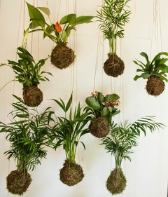 KOKEDAMAS
