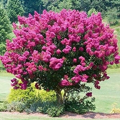CRESPON LAGERSTROEMIA INDICA ARBUST