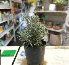 LAVANDA LANATA