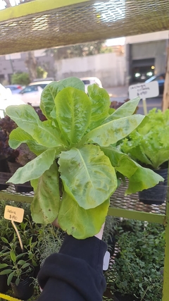 LECHUGA MANTECOSA - El Viverito