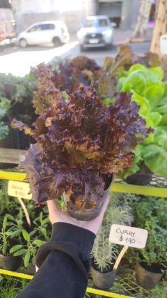 LECHUGA MORADA - tienda online