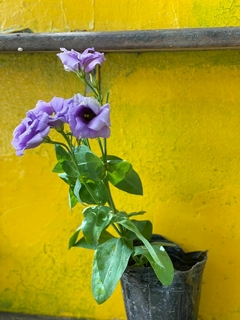 LISIANTHUS - comprar online
