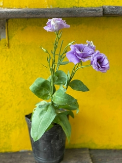 LISIANTHUS en internet