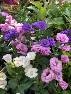 LISIANTHUS - El Viverito