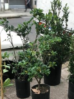 OLEA TEXANA - comprar online