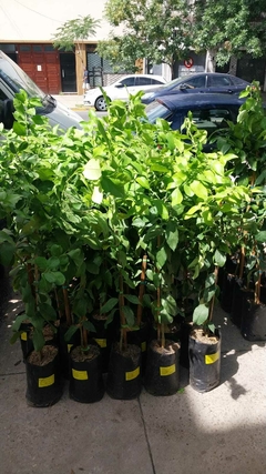 LIMONERO genova 4 estaciones - comprar online