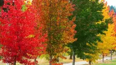 LIQUIDAMBAR STYRASIFLUA - comprar online