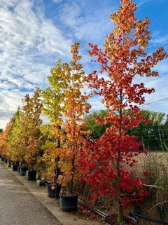 LIQUIDAMBAR STYRASIFLUA