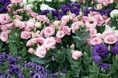 LISIANTHUS - tienda online