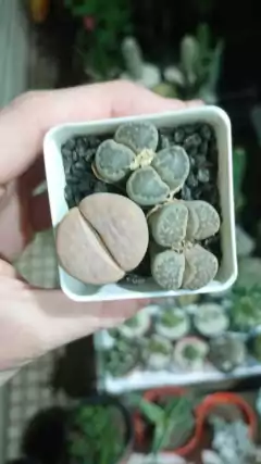 SUCULENTA LITHOPS - tienda online