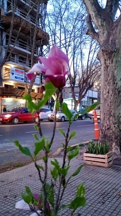 Magnolia en internet
