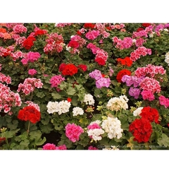 PLANTINES M12