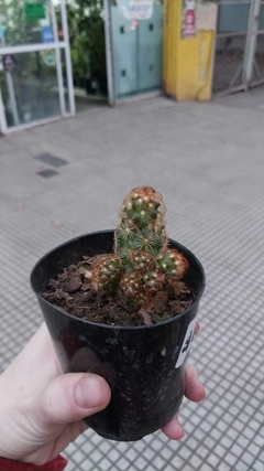 CACTUS VARIOS - El Viverito