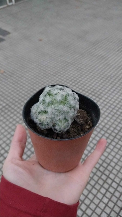 CACTUS VARIOS - comprar online