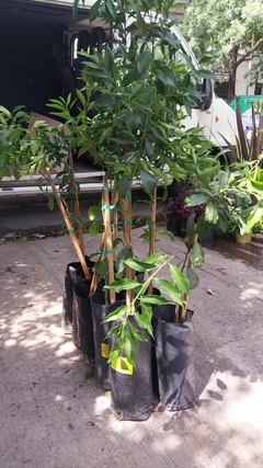 MANDARINA CRIOLLA COMUN - comprar online